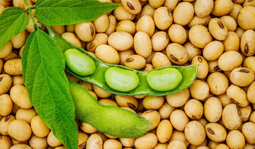 Soy Isoflavones — A Natural Ally for Hormonal Balance in Women
