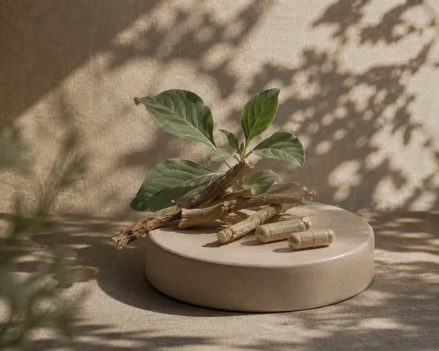 What Is Ashwagandha? A Gentle Guide to Stress Support, Sleep, and Safety
