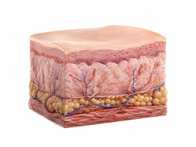 Skin renewal happens over weeks, not days